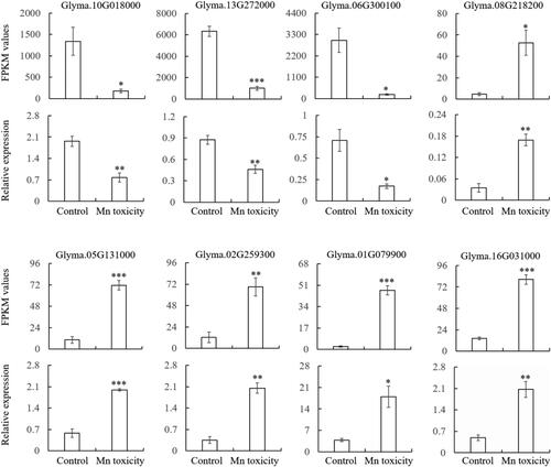 Figure 5. Validation of RNA-seq results by qRT-PCR. Eight DEGs were randomly selected for qRT-PCR analysis. FPKM values were determined from the RNA-seq. The data were the mean and standard error of three independent biological replicates. The significant difference between control and Mn toxicity was determined by the Student’s t test (*p < 0.05, **p < 0.01, ***p < 0.001).