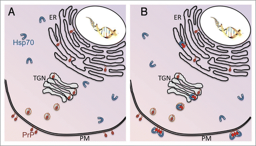 Figure 1 Hsp70 colonizes membranous domains in response to PrP misfolding. (A) In normal conditions, PrP is synthesized in the ER, modified in the trans-Golgi network (TGN) and secreted through exosomes into the plasma membrane (PM), where it remains attached by a GPI anchor. On the other hand, Hsp70 remains in the cytosol where it contributes to nascent protein folding and protein quality control. (B) Under disease conditions, PrP accumulates in misfolded aggregates (red molecules) in the secretory pathway and the membrane. Hsp70 can detect misfolded PrP and translocates into membranous compartments to interact with PrP. Hsp70 can also be secreted to interact with PrP in lipid rafts.