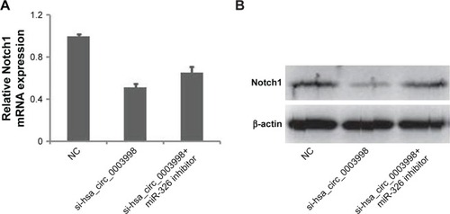 Figure 5 Hsa_circ_0003998 positively regulated the miR-326 target gene Notch1.