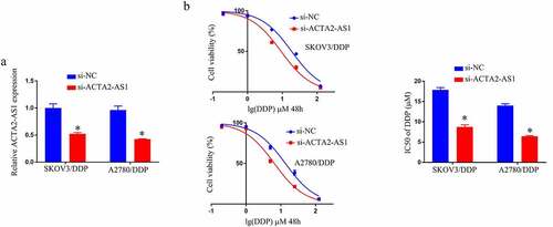 Figure 2. ACTA2-AS1 knockdown inhibits DDP resistance of OC/DDP cells in vitro. (a) RT-qPCR analysis of ACTA2-AS1 expression in OC/DDP cells. (b) CCK-8 assay of the viability and determination of IC50 value of OC/DDP cells following exposure to DDP as a series dose. *p < 0.05.