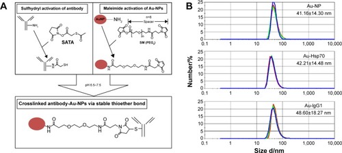 Figure 1 Antibody binding to gold nanoparticles and characterization.Notes: (A) Gold nanoparticles are maleimide activated. Monoclonal antibodies are sulfhydryl activated at the N-terminus by SATA. Under buffered conditions and at neutral pH, a covalent binding of the antibodies with the gold nanoparticles takes place. (B) After coating with the Hsp70-specific antibody cmHsp70.1 (Au-Hsp70) or an irrelevant control antibody of the same isotype mouse IgG1 (Au-IgG) the size of the particles was measured by dynamic light scattering compared to uncoated particles (Au-NP). The hydrodynamic diameter is shown. Each time three measurements were performed. Mean values of a typical experiment are shown representing the hydrodynamic diameter. Data are presented as mean ± standard deviation.Abbreviations: SATA, N-succinimidyl S-acetylthioacetate; Au-NPs, gold nanoparticles.