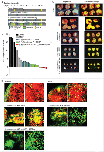 Figure 3. Decoy, trap and shoot chemotherapy with CDDP. (A) Treatment schedule. FUCCI-expressing MKN45 cells (5 × 106 cells/mouse) were injected subcutaneously into the left flank of nude mice. When the tumors reached approximately 8 mm in diameter (tumor volume, 300 mm3), mice were administered iv S. typhimurium A1-R alone (5 × 107 CFU/mouse, iv, qW × 4); or cisplatinum (CDDP) alone (5 mg/kg, ip, q3d); or S. typhimurium A1-R followed by CDDP; or S. typhimurium A1-R, rMETase (200 units/mouse, ip, q d for 3 d × 4) and CDDP in that order. (B) Macroscopic photographs of FUCCI-expressing tumors: untreated control; S. typhimurium A1-R-treated; CDDP-treated; S. typhimurium A1-R and CDDP-treated; or treated with the sequential combination of S. typhimurium A1-R, rMETase and CDDP. (C) Waterfall plot indicating fold change in tumor volume: untreated control; CDDP-treated; S. typhimurium A1-R-treated; S. typhimurium A1-R and CDDP-treated; or treated with the sequential combination of S. typhimurium A1-R, rMETase and CDDP. (D) Representative images of cross-sections of FUCCI-expressing MKN45 subcutaneous tumors: untreated control; S. typhimurium A1-R-treated; CDDP-treated; S. typhimurium A1-R and CDDP-treated; or treated with the sequential combination of S. typhimurium A1-R, rMETase and CDDP.