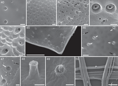 Figs 40–50. Surface structure and pores of Prorocentrum micans (strain A10, SEM). Fig. 40. Smooth surface of a presumably newly formed thecal plate with large trichocyst pores on the left and small pores on the right side. Fig. 41. Detailed view of size and shape of the surface depressions (foveate ornamentation). Fig. 42. Large trichocyst pores (white arrows) and small pores (black arrows). Fig. 43. Detailed view of the fine structure of large trichocyst pores. Fig. 44. Two large trichocyst pores with a sloped opening. Fig. 45. Internal view of the posterior part of the left thecal plate showing tubular structure of thecal pores. Fig. 46. Detailed internal view with large trichocyst pores (white arrows) and small pores (black arrows). Fig. 47. Enlarged view of the posterior part of the thecal plate showing large trichoycst pores (large white arrows), a small pore (black arrow) and a few mini-pores (small white arrows). Figs 48, 49. Detailed internal view of a large trichocyst pore (Fig. 48) and a small pore (Fig. 49). Fig. 50. Bundles of extruded trichocysts showing the tetragonal and densely striated structure. Scale bars = 5 µm (45), 1 µm (Figs 40–42, 46, 50), 0.5 µm (Figs 43, 44, 47, 48), 0.2 µm (Fig. 49).