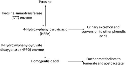 Figure 2. Tyrosine catabolic pathway in mammals (adapted from US EPA Citation2020b). Normal tyrosine catabolism involves the conversion to HPPA by the TAT enzyme. HPPA can either be further metabolized and/or excreted or be converted to homogentisic acid for further metabolism via the HPPD enzyme.