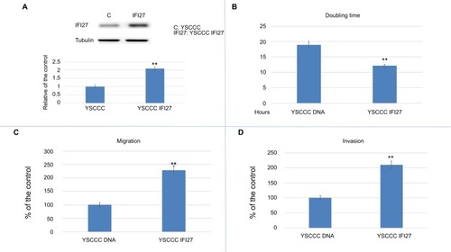 Figure 5 The effect of IFI27 overexpression in YSCCC cell proliferation and metastasis.Notes: (A) Western blot to show IFI27 expression in YSCCC DNA and YSCCC IFI27 cells (upper panel) (cropped). Quantitative result of Western blot. Each value was a mean ± SD of three independent determinations relative to the YSCCC DNA cell group (YSCCC DNA cell group was set as 1). (B) The doubling time of YSCCC DNA and YSCCC IFI27 cells. (C) The migration ability (24 hours) of YSCCC DNA and YSCCC IFI27 cells. Data were presented as mean percentage relative to the YSCCC DNA cell group (± SD). Experiments were performed in triplicate and repeated at least thrice. (D) The invasion ability (48 hours) of YSCCC DNA and YSCCC IFI27 cells. Data were presented as mean percentage relative to the YSCCC DNA cell group (± SD). Experiments were performed in triplicate and repeated at least thrice (*P<0.05, **P<0.01).Abbreviation: IFI27, interferon α-inducible protein 27.