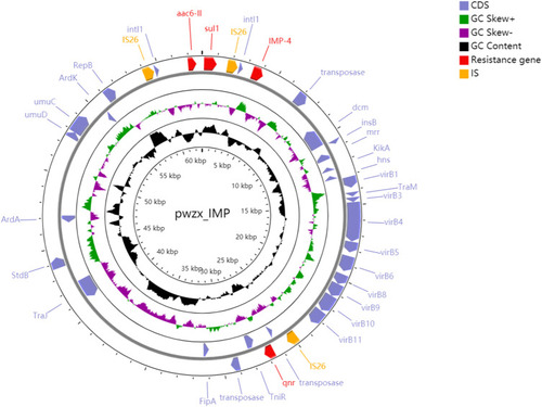 Figure 2 Backbone structure of the pwzx_IMP.