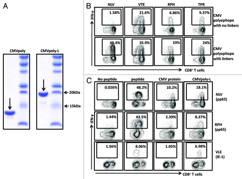 Figure 2. CMV polyepitope protein purification and in vitro assessment of processing and presentation by human cells. The DNA sequence encoding the CMV polyepitope proteins was cloned into an IPTG inducible plasmid, pJexpress 404, and transformed into E. coli for protein expression. Polyepitope protein was purified using Ni-NTA affinity chromatography. A shows SDS-PAGE analysis of purified CMVpoly and CMVpoly-L proteins. Predicted size for the CMVpoly and CMVpoly-L was 14.7Kd and 19.4Kd respectively. B shows in vitro cross-presentation of CMV polyepitope protein by human cells. EBV transformed human lymphoblastoid cell lines (LCLs) were pulsed with CMVpoly or CMVpoly-L protein (25 µg each) for two hours, washed, incubated overnight and then exposed to CMV-specific CD8+ T cells specific for HLA A2-restricted NLV (pp65), HLA A1-restricted VTE (pp50), HLA B7-restricted RPH (pp65), and HLA B7-restricted TPR (pp65) epitopes. The FACS plots shows IFN-γ expression by the CMV-specific CD8+ T cells following co-culture with CMVpoly or CMVpoly-L proteins pulsed LCLs. C shows comparative activation of CMV-specific T cells by the synthetic peptide epitopes, full-length recombinant CMV proteins (pp65 or IE-1) and CMVpoly-L protein. EBV-transformed LCLs were sensitized with synthetic peptide epitopes, full-length pp65 or IE-1 proteins or CMVpoly-L protein as indicated above and then exposed to CMV-specific CD8+ T cells. Following incubation, these CD8+ T cells were assessed for IFN-γ expression by ICS assays. The FACS plots show IFN-γ expression by CMV-specific CD8+ T cells following co-culture with antigen loaded LCLs. This data are representative of one of the three independent sets of experiments.