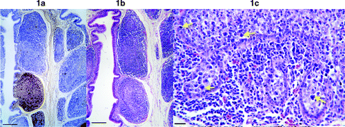 Figure 1. 1a: Low magnification picture of the BF showing circovirus DNA (labelled brown). Some follicles are heavily infected while others are uninfected. Infected cells are present in both the cortex and medulla of follicles. Bar=100 μm. 1b: H&E-stained section of BF adjacent to the section in 1a. The heavily infected follicle is less densely populated by lymphocytes, thus appearing less intensely stained. Bar=100 μm. 1c: High magnification of a heavily infected follicle showing large degenerate cells (arrows). Bar=12 μm.