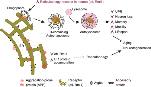 Figure 1. Activating reticulophagy in the brain protects Drosophila from aging and ER protein accumulation toxicity. Impaired reticulophagy in aged or atl or Rtnl1 receptor-downregulated flies leads to neurodegeneration. Enhancing reticulophagy via increased atl or Rtnl1 delays aging and enhances fitness in normal flies. This enhancement in an Alzheimer Drosophila model reduces neurotoxicity by clearing APP.