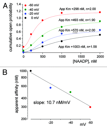 Figure 4. The apparent affinity for activation of TPC1 by NAADP is determined by the membrane potential. Shown in (A) is the NAADP dependence of TPC1 open probability (NPo) at holding potentials of 0, −20, −40 and −60 mV. Fitting parameters for Apparent Km and the Hill coefficient are shown next to the traces. (B) Plots the voltage dependence of the apparent affinity for NAADP obtained for panel (A). Results were taken from.Citation79