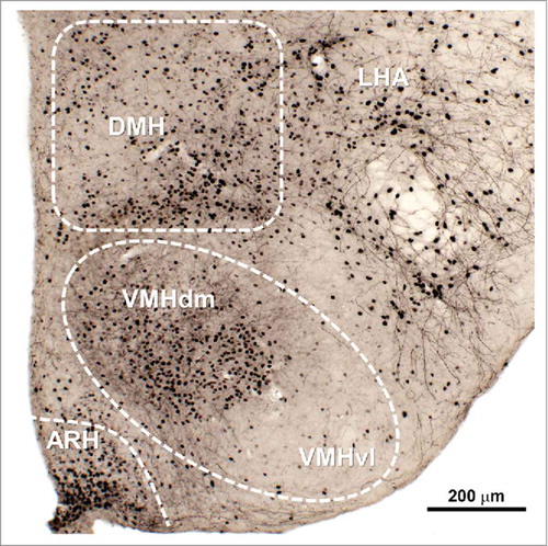 Figure 2. Distribution of leptin responsive neurons in the mouse mediobasal hypothalamus. Leptin-responsive cells could be visualized by the phosphorylation of STAT3 (black nuclear staining) 90 min after an acute peritoneal injection of mouse recombinant leptin (10 µg/g body weight). Abbreviations: ARH, arcuate nucleus of hypothalamus; DMH, dorsomedial nucleus of hypothalamus; LHA, lateral hypothalamic area; VMH, ventromedial nucleus of hypothalamus; VMHdm, dorsomedial part of the VMH; VMHvl, ventrolateral part of the VMH.