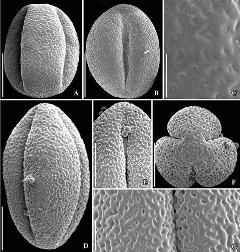 Figure 8. SEM images of dried pollen of extant Lardizabalaceae. A–C. Boquila trifoliata Decne. pollen in two different equatorial views showing general form and ornamentation of aperture membrane (A, B) and detail of pollen wall showing perforate-punctate non-striate tectum. D–G. Lardizabala biternata Ruiz. et Pav., pollen in two different equatorial views (D, E), in polar (F) view and detail of pollen wall showing perforate-punctate non-striate tectum (G). Scale bars – 10 µm (A, B, D–F), 1 µm (C) 5 µm (G).
