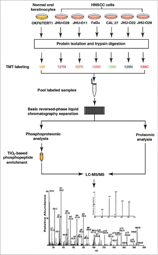 Figure 1. Schematic workflow used to study the proteome and phosphoproteome in HNSCC.