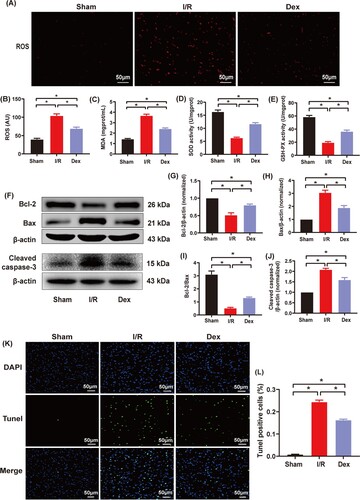 Figure 3. The effects of Dex postconditioning on oxidative stress and cardiomyocyte apoptosis in the rats with myocardial IRI. (A) and (B) Immunofluorescence of ROS (n = 6), magnification: ×200, bar = 50 μm; (C) Myocardial MDA level (n = 6). (D) and (E) Myocardial SOD and GSH-PX activities (n = 6); (F) Myocardial expression of Bcl-2, Bax and cleaved caspase-3 measured by western blotting (n = 3); (G–J) Quantitative analyses of myocardial Bcl-2, Bax, Bcl-2/Bax and cleaved caspase-3; (K) and (L) Cardiomyocyte apoptosis rates assessed by the Tunel assay (n = 6). Magnification, ×200, bar = 50 μm. Date was expressed as the mean ± SEM. *P < .05.