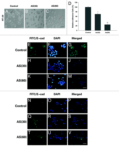 Figure 4. Morphological changes and immunostaining evidences suggested that EMT is involved in the process. (A–C) HT-29 cells were exposed to 0 or 15 nM of arsenic for 0, 30, or 60 passages and typical images with or without AS treatment are shown. Note the morphological shift of HT-29 cells from epithelial-like to mesenchymal-like morphology; Arrows in (A–C) point to the cells with typical morphology. Bars = 100 μm. (D) Relative adhesion ability of HT-29 cells exposed to AS for 0, 30, or 60 passages; *P < 0.05; **P < 0.01. Immuofluorescence staining of E-cadherin (E–M) and vimentin (N–V) in HT-29 cells for the indicated times. (E, H, and K) are green channel that represent E-cadherin staining, and (N, Q, and T) are green channel that represent vimentin staining. (F, I, and L) are blue channel of (E, H, and K), and (O, R, and U) are blue channel of (N, Q, and T), that represents nuclear DNA staining by DAPI, respectively. (G, J, M, P, S, and V) represent merged images; bars = 100 μm.