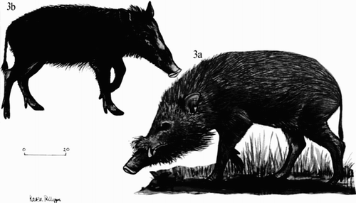 FIGURE 7 The bearded pig (Sus barbatus). 3a is an adult male and 3b is a juvenile. Painting: Illustrated by Karen Phillips in Junaidi Payne and Charles M. Francis, A field guide to the mammals of Borneo. Kota Kinabalu: The Sabah Society, 1985.