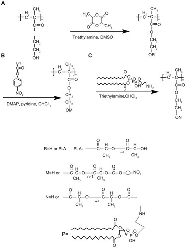 Schema 1 Synthetic route for (A) PHEMA-PLA, (B) PHEMA-PLA-pNP, and (C) PHEMA-g-(PLA-DPPE).Abbreviations: PHEMA, poly (2-hydroxyethyl methacrylate; PLA, poly (lactide)-1; DPPE, 2-dipalmitoyl-sn-glycero-3-phosphoethanolamine; pNP, 4-nitrophenyl chloroformate.