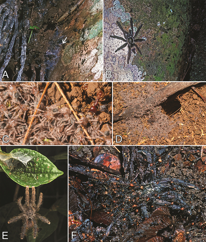 Figure 7. Interactions between tarantulas and ants. A. Avicularia purpurea (marked with an arrow) in its arboreal retreat, living with a colony of an unidentified species of Camponotus, Tena, Napo, Ecuador. B. Tapinauchenius cupreus living with Camponotus femoratus in a tree cavity, Río Momón, Loreto, Peru. C. Stichoplastoris cf. obelix, spiderlings, and Labidus coecus ants not being interested in the spiders, Reserva Biológica Tirimbina, Heredia Province, Costa Rica. D. Same, spiderlings gathered at the maternal burrow entrance, with ants moving close to the entrance. E. Avicularia hirschii displaying an escape strategy against Labidus ants, Madre de Dios, Peru. F. Tapinauchenius plumipes caught, killed and carved up by the army ants Eciton burchellii, Montsinéry-Tonnegrande Commune, French Guiana. D reproduced from Lapinski (Citation2019). Photo credits: Rick C. West (A, B, F), Witold Lapinski (C, D), and Emanuele Biggi (E).