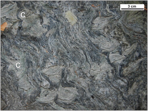 Plate 12. Savin Schist micaceous mélange (Osm). This unit is characterized by the presence of angular clasts of fine-grained chlorite schist (C) in a coarse-grained, foliated muscovite-chlorite matrix. Folded ribbons of disaggregated quartz veins are also characteristic. The dominant fabric, subvertical in this image, is truncated by intrusions of the Allingtown dike swarm.