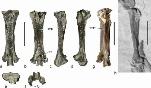 Figure 2. (a)‒(f) Right tarsometatarsus of Parvicuculus sp. from the early Eocene of the Nanjemoy Formation (USNM PAL 496384), which is assigned to the Parvicuculidae, in dorsal (a), plantar (b), medial (c), lateral (d), proximal (e), and distal (f) view. (g) Right tarsometatarsus of Parvicuculus minor in plantar view (holotype; NHMUK A 4919). (h) Left tarsometatarsus of a bird from the early Eocene Green River Formation, which was referred to Fluvioviridavis platyrhamphus (from Nesbitt et al. Citation2011: fig. 6); lateral view. Abbreviations: cmp, crista medianoplantaris; flg, plantarly directed flange on trochlea metatarsi IV; fvd, foramen vasculare distale. The scale bars equal 5 mm. [Colour online].