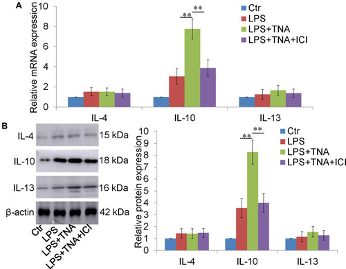 Figure 5 IL-10 knockdown abolished the effect of TNA on microglial M2 polarization in vitro. (A) Western blot for IL-10 and β-actin. It showed that IL-10 siRNA knocked down around 85% of IL-10 expression induced by LPS. (B) qPCR for M1 microglia (iNOS, TNFα and IL-1β) M2 microglia (CD206, arginase 1 and Ym1) demonstrated that the effect of TNA on TNA on microglial M2 polarization was reversed by IL-10 knockdown (**P<0.01, ^P>0.05).