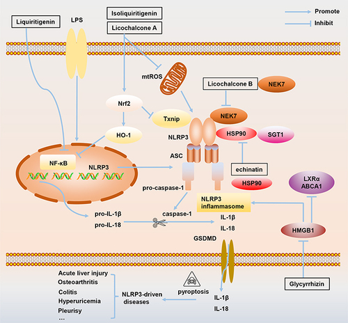 Figure 3 The mechanism of how active ingredients in Glycyrrhiza, including licochalcone A, licochalcone B, echinatin, liquiritigenin, isoliquiritigenin, and glycyrrhizin, target NLRP3 inflammasome to treat inflammation-related diseases.