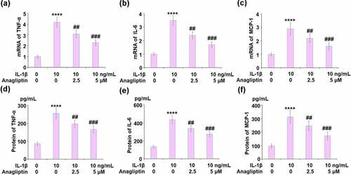 Figure 2. Anagliptin reduced IL-1β- induced pro-inflammatory cytokines. (a-c). mRNA of TNF-α, IL-6, and MCP-1; (d-f). Secretions of TNF-α, IL-6, and MCP-1 (****, P < 0.0001 vs. vehicle group, ##, ###, P < 0.1, 0.001 vs. IL-1β group)