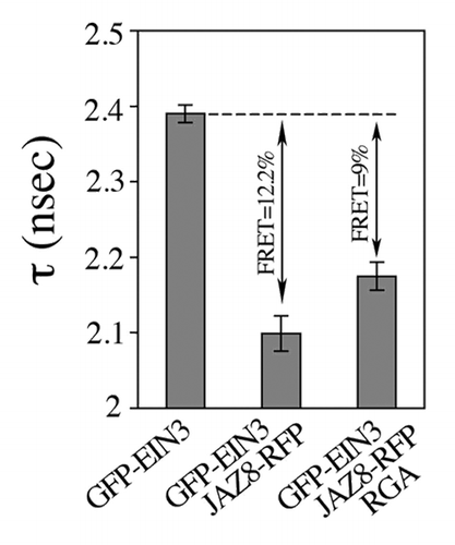 Figure 1. DELLA competes with EIN3 for binding to JAZ. Fluorescence lifetime analyses (in nsec) of GFP-EIN3, GFP-EIN3/JAZ8-RFP alone or together with RGA, and mean (± se) FRET value (%) in Nicotiana benthamiana agro-infiltrated leaves.