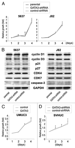 Figure 5. The effects of GATA3 knockdown on cell proliferation in bladder cancer lines. (A) 5637-parental/GATA3-shRNA/control-shRNA and J82-parental/GATA3-shRNA/control-shRNA cells were cultured for 1–4 d, and cell viability was assayed with MTT. Growth induction is presented relative to cell number at day 1 in each cell line. Each value represents the mean + standard deviation from at least three independent experiments. (B) 5637-parental/GATA3-shRNA/control-shRNA and J82-parental/GATA3-shRNA/control-shRNA lines were analyzed on western blotting, using an antibody to cyclin D1 (36 kDa), cyclin D3 (31 kDa), p21 (21 kDa), p27 (27 kDa), CDK4 (30 kDa), CDK7 (40 kDa), or caspase-3 (35 kDa). GAPDH (37 kDa) served as an internal control. UMUC3-control/GATA3 (C) and SVHUC-GATA3-shRNA/control-shRNA (D) were cultured for 1–4 d, and cell viability was assayed with MTT. Growth induction is presented relative to cell number at day 1 in each cell line. Each value represents the mean + standard deviation from at least three independent experiments.
