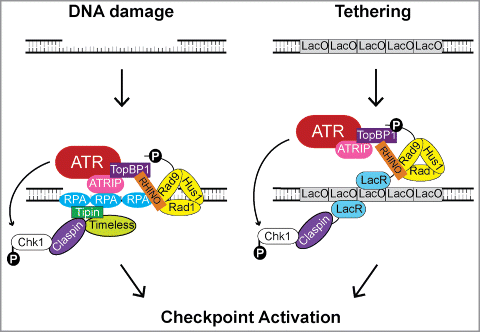Figure 7. Model for the role of RHINO in ATR-Chk1 signaling following DNA damage or artificial tethering to chromatin. Following the induction of DNA damage, DNA repair processing events and/or replication fork stalling leads to the generation of stretches of ssDNA that become bound by RPA and to the formation of primer-template junctions onto which the 9-1-1 checkpoint clamp is loaded. The RPA-coated ssDNA is recognized by the ATR-ATRIP complex and by the Timeless-Tipin complex, which interacts with the Chk1-binding and mediator protein Claspin. TopBP1, which serves to activate ATR, binds to the C-terminal tail of Rad9. Recruitment of RHINO requires the prior recruitment of the 9-1-1 complex. RHINO directly binds to Rad9, Rad1, and TopBP1 and may alter the topology of these checkpoint proteins to facilitate efficient checkpoint signaling. In the absence of overt DNA damage, the targeting of RHINO to chromatin through fusion to LacR and recruitment to the LacO array mediates Chk1 phosphorylation by ATR when Claspin is also targeted to the LacO array.