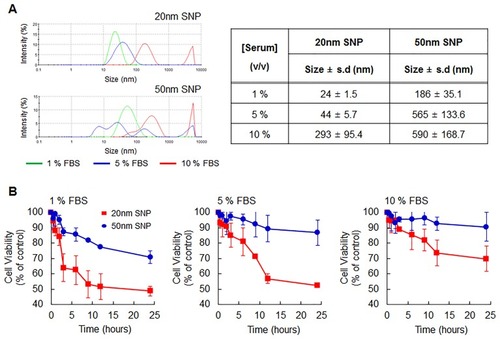 Figure 5 Effect of serum proteins on SNP size and cell viability. (A) Size distribution of SNPs with 20- and 50-nm sizes at 1 mg/mL in various condition containing serum proteins (1, 5, and 10%; v/v) as determined DLS analysis. (B) In the indicated serum-containing conditions, Cell viability following treatment with 20- and 50-nm SNPs at the IC50 values was analyzed using WST-1 assay. SNPs undergo agglomeration in serum; therefore, their cytotoxicity is relatively reduced. In particular, 50-nm SNP show more prominent agglomeration and less cytotoxicity. As the serum concentration increases, more importantly, the initial cytotoxicity of the 20-nm SNP is attenuated.