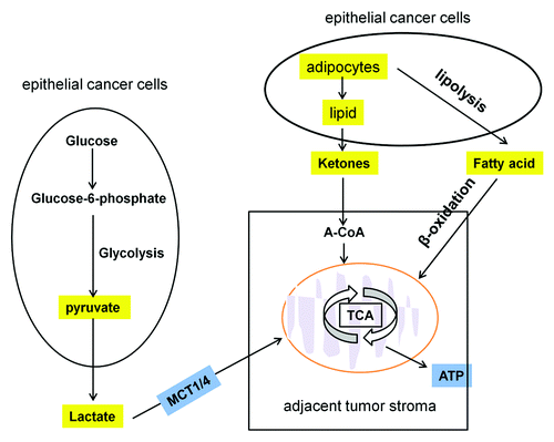 Figure 2. Mitochondrial oxidative phosphorylation in cancer cells. Some energy-rich metabolites (L-lactate, ketones and fatty acids shown in yellow) derived from the tumor stroma can be transferred to the adjacent cancer cells and used for energy production via mitochondrial oxidative phosphorylation.