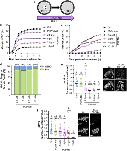 Figure 4. PP1 activation impairs meiotic resumption. (a) Schematic representation of the experimental design. Prophase I oocytes were released from meiotic arrest into culture medium containing PDP-Nal (2.5–10 µM), 10 µM PDPm-Nal, or standard culture medium (Ctrl; 0 µM PDP-Nal). Nuclear envelope breakdown (NEBD) was monitored to track meiotic resumption. (b-c) Graphical representation of the percentage of oocytes to (b) resume meiosis (NEBD) or (c) die over time. n = 140–181 oocytes over 7–9 replicates. (d) Graphical representation of meiotic stage at oocytes death; n = 21–121 oocytes over 7–9 replicates. (e) Graphical comparison of pH3S10 fluorescence intensity. pH3S10 fluorescence was normalized to expression in Ctrl oocytes. Different letters denote a significant difference between the groups (Kruskal–Wallis test with Dunn’s post hoc). n = 13–41 oocytes over 2 replicates. Representative images of oocyte pH3S10 fluorescence, scale = 10 µm. (f) Graphical comparison of pH3T3 fluorescence intensity. pH3T3 fluorescence was normalized to expression in Ctrl oocytes. Different letters denote a significant difference between the groups (Kruskal–Wallis test with Dunn’s post hoc). n = 18–56 oocytes over 3–4 replicates. Representative images of oocyte pH3T3 fluorescence, scale = 10 µm. Scatter dot plots show each individual oocyte fluorescence intensity plus mean and SEM.