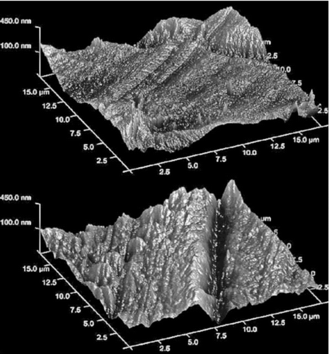 FIG. 4 AFM images of polyolefin film surface. (a) Top surface; (b) bottom surface of the film.