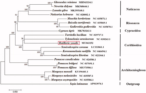 Figure 1. The NJ phylogenetic tree for Batillaria zonalis and other species based on 13 protein-coding genes.