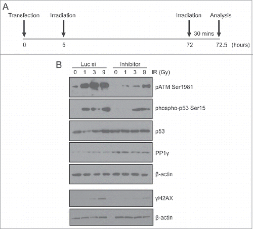 Figure 6. An miR-34a inhibitor counteracts PP1γ protein downregulation and increased ATM signaling after a second challenge with DNA damage. (A) Experimental scheme. Cal51 cells transfected with Luc siRNA or miR-34a inhibitor were irradiated with 3 Gy at 5 h post-transfection. A second challenge with irradiation (1, 3 or 9 Gy) was given at 72 h post-transfection. The cells were harvested for analysis 30 min after the second IR challenge. (B) Analysis by Western blot of markers of ATM signaling (pATM Ser1981, phospho-p53 Ser15, γH2AX) and PP1γ expression after a second challenge with IR in cells exposed to Luc siRNA or miR-34a inhibitor.