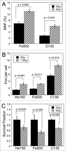 Figure 2. Medium-mediated bystander effects could be induced by different types of ionizing radiation. (A) Frequency of micronuclei (MNF) in bystander cells cultured for 48 h in medium harvested from irradiated cells 3 h after exposure to 0 and 2 Gy of various type of particles. (B) Yields of 53BP1 foci in bystander cells cultured for 18 h in medium harvested from irradiated cells 3 h after exposure to 0 and 1.5 Gy of various type of particles. (C) Survival fraction of bystander cells cultured for 18 h in medium harvested from irradiated cells 3 h after exposure to 0 and 2 Gy of various type of particles.