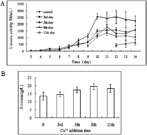 Figure 5. Time-dependent effect of copper on laccase production in P. ostreatus (ACCC 52857). (A) Laccase production and (B) biomass accumulation after 14 days of incubation.
