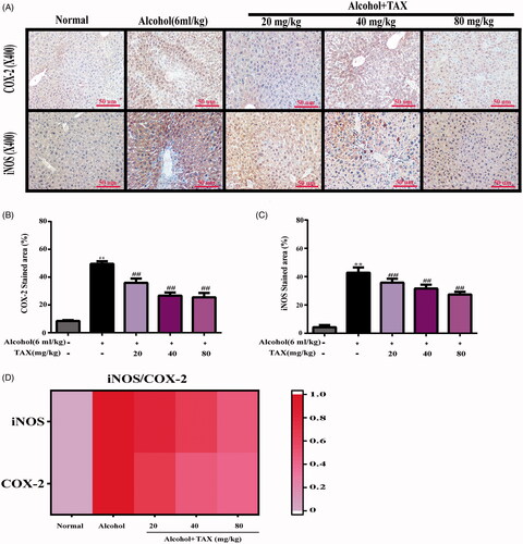 Figure 5. (A) Immunohistochemical staining of COX-2 and iNOS inflammatory factors in liver tissue. (B, C) Inflammatory cell expression area %. (D) Heat map analysis of correlation of iNOS and COX-2 relative stained area. Data are mean ± SD. n = 10 per group. **p < 0.01, *p < 0.05 vs. normal group; ##p < 0.01, #p < 0.05 vs. alcohol group.