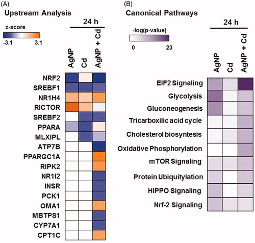 Figure 7. Ingenuity pathway analysis. (A) Upstream regulators (z score >2) in HepG2 cells exposed to silver nanoparticles (AgNP; RICTOR and NFE2L2), cadmium (Cd2+; PPAR-α and SREBF1), and AgNP + Cd2+ (ATP7B, MBTPS1, PCK1, NFE2L2, NR1I2, INSR, CYP7A1, OMA1, CPT1C, RIPK2, NR1H4, and PPARGC1A) for 24 h. (B) Canonical pathway analysis (p value ≤0.05) in cells exposed to AgNP, Cd2+, and AgNP + Cd2+ for 24 h.