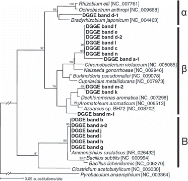 Figure 2 Neighbor-joining tree showing the phylogenetic relationship between the clones obtained from the excised denaturing gradient gel electrophoresis band shown in Fig. 1. Bootstrap values (%) were generated from 1,000 replicates and only values >70% are shown. α, Alphaproteobacteria; β, Betaproteobacteria; B, Bacilli.