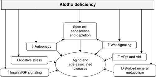 Figure 2 Potential effects of klotho deficiency on stem cell depletion and the aging process.