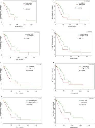 Figure 4 Kaplan–Meier curves of the eight prognostic genes in the TCGA-LUAD cohort.Notes: Overall survival stratified by AURKA (A), CCNB1 (B), CDC6 (C), DLGAP5 (D), KIF11 (E), NCAPG (F), RAD51AP1 (G) and OIP5 (H).Abbreviations: TCGA, The Cancer Genome Atlas; LUAD, lung adenocarcinoma; AURKA, aurora kinase A; CCNB1, cyclin B1; CDC6, cell division cycle 6; DLGAP5, DLG associated protein 5; KIF11, kinesin family member 11; NCAPG, non-SMC condensin I complex subunit G; RAD51AP1, RAD51 associated protein 1; OIP5, Opa interacting protein 5.