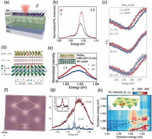 Figure 9. (a) Schematic of the artificial heterostructure of semiconducting monolayer (WSe2) and magnetic material (CrI3). Reproduced with permission from AAAS [Citation143]. (b) Spectrum showing circularly-polarized PL from excitonic states in monolayer WSe2, which suggests valley-Zeeman splitting induced by a magnetic proximity effect from the ferromagnetic CrI3. Reproduced with permission from AAAS [Citation143]. (c) Valley-Zeeman splitting induced by a magnetic proximity effect from ferromagnetic EuS. Reproduced with permission from Springer Nature [Citation145]. (d) Schematic of vdW heterostructure of a semiconductor monolayer (MoSe2) and a perovskite transition metal oxide ((La.8Nd.2)1.2Sr1.8Mn2O7) with a hBN layer. Reproduced with permission from Wiley-VCH [Citation146]. (e) Large valley-Zeeman splitting and polarization in monolayer MoSe2 on perovskite Mn oxide. Reproduced with permission from Wiley-VCH [Citation146]. (f) Schematic of the atomic arrangement in the moiré superlattice formed in a heterobilayer with twist angle θ. Reproduced with permission from Springer Nature [Citation114]. (g) Low temperature PL spectra of moiré superlattice in MoSe2/WSe2 heterobilayer, measured at low (blue: 20 nW) and high (dark red: 10 µw) optical power densities. Inset shows an expanded energy scale of a sharp PL spectral line, with linewidth ~100 μeV. Reproduced with permission from Springer Nature [Citation114]. (h) 2D photoluminescence excitation (PLE) map. The two-resonance excess energies of 24 and 48 meV are indicated by the black dashed lines. Reproduced with permission from American Chemical Society [Citation13].