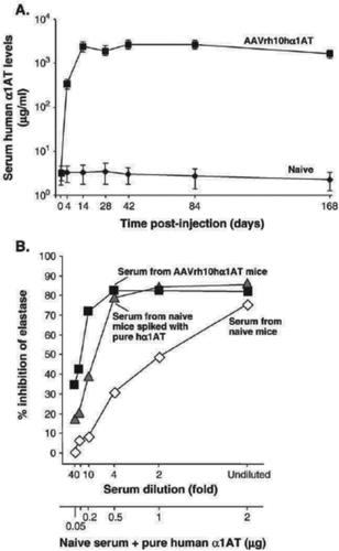 Figure 4.  Pharmacokinetics and biological activity of rAAVrh10AAT after intrapleural delivery in C57Bl6 mice. Time course and function of serum human a1AT levels in mice following intrapleural administration of AAVrh.10ha1AT vector. (A) Timecourse. The AAVrh.10 human A1AT vector (1011 genome copies) was administered intrapleurally to male C57BL/6 mice (n = 4/group). Serum human A1AT levels were measured at the time of vector administration (day 0) and at days 4 to 168 following vector administration. Serum A1AT levels were measured by ELISA; values shown are means F standard error. (B) Function. Assessment was made of inhibition of neutrophil elastase by human a1AT in the serum following intrapleural administration of AAVrh.10 human A1AT 6 weeks previously. The% inhibition of elastase activity is shown on the ordinate. The top abscissa shows the serum dilution, and the bottom abscissa shows the amount of human A1AT (in ug) present in the positive control, i.e., spiked naive serum, or present in the serum of mice injected with the AAVrh.10 human A1AT vector. Undiluted mouse serum following AAVrh.10 A1AT administration had human a1AT levels of 2 ug/ul. The serum of naive mice, which does not contain human A1AT, was used as a negative control; as expected, the endogenous murine A1AT was capable of inhibiting neutrophil elastase. [Reproduced with permission from De BP, et al. Mol Ther 2006 Jan;13(1):67–76. Epub 2005 Nov 2. PMID: 16260185].