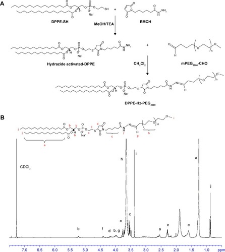 Figure 1 Synthesis of DPPE-Hz-PEG3000.Notes: (A) Scheme for synthesis of DPPE-Hz-PEG3000 by a two-step reaction: (i) in anhydrous MeOH with TEA and (ii) in anhydrous dichloromethane. (B) Proton NMR spectrum of DPPE-Hz-PEG3000 conjugate in chloroform-d.Abbreviations: DPPE-SH, 1,2-dipalmitoyl-sn-glycero-3-phosphothioethanol (sodium salt); MeOH, methanol; TEA, triethylamine; EMCH, N-(ε-maleimidocaproic acid) hydrazide (trifluoroacetic acid salt); mPEG-CHO, mPEG3000-butyraldehyde; DPPE-Hz-PEG3000, 1,2-dipalmitoyl-sn-glycero-3-phosphothioethanol-hydrazone-poly(ethylene glycol)3000; NMR, nuclear magnetic resonance.