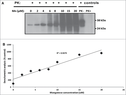 Figure 5. Manganese induces conversion of sheep rPrPC to a protease-resistant PrP in non-seeded PMCA. There is an increased formation of 32 kDa protease-resistant band in a dose –dependent manner (A); an increasing trend of protease-resistant PrP formation with increased manganese concentration is shown (B). Similar results were obtained with deer rPrPC (data not shown). Samples were digested with 100 ug/ml of proteinase K. Protease-resistant PrP was detected with the monoclonal antibody, mAbP4.
