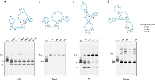Figure 2. Characterization of sequence requirements at the catalytic sites of ribozymes. The constructs to produce mt-tRNAmet are the same as in Fig. 1, except that the conserved nucleotides at the catalytic sites are mutated. Sequences and secondary structures for (A) HHV, (B) Pistol, (C) TS, and (D) Twister are shown in blue on top of each panel. Conserved residues are indicated. Y: pyrimidine, R: purine. The black arrow indicates the cleavage site. For each ribozyme, various point or base-pair mutations were introduced into the conserved sites, and their effects on the ribozyme activity were tested. The IVT reactions of each construct at three hours were analysed by denaturing gel electrophoresis shown on the bottom panel. Lane Ctr is the control mt-tRNAMet in vitro transcribed without fusing with ribozymes. The label Pre stands for uncleaved precursor, P strands for the product mt-tRNAmet, and R stands for the cleaved ribozyme.