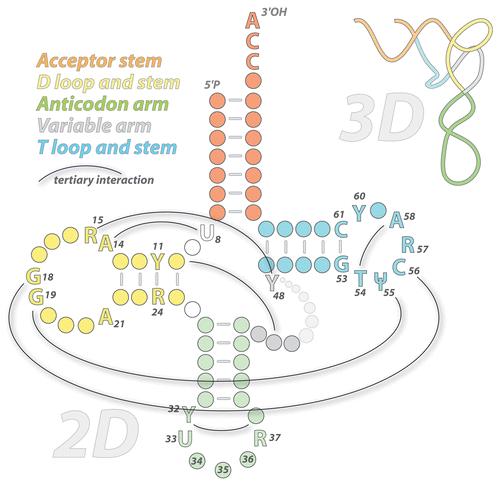 Figure 1. Cloverleaf folding of tRNA (tRNA). The standard cloverleaf structure (2D) and conventional numbering is shown. Conserved nucleotides are indicated (T and Ψ are modified residues: ribothymidine and pseudouridine; R are for purines and Y for pyrimidines). Watson-Crick base pairings and G•U pairs are shown; thin black lines indicate long-distance base pairings involved in tertiary folding (3D, upper right panel).