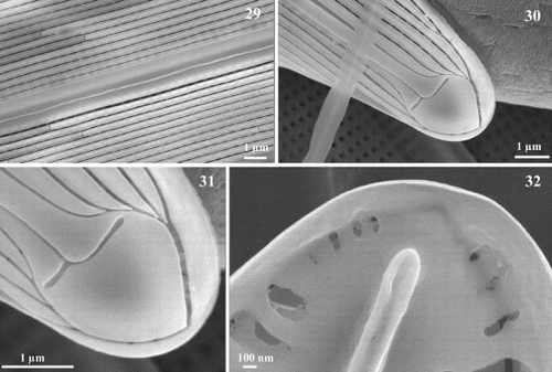 Figs 29 – 32. Scanning electron micrographs of Haslea nipkowii from the French Atlantic coast. Fig. 29. External valve view midway between apex and centre showing the wider axial area on the primary side bordered by the first longitudinal slit which appears unopened because of the angled position of the foramen underneath. Figs 30, 31. Apex in external view showing the uneven T-shaped terminal fissure of the raphe, the terminal area in the shape of a Bishop's mitre, the abutting longitudinal slits with the two peripheral slits that merge together at the far tip of the pole. Fig. 32. Internal view of apex showing the straight helictoglossa and the merging of the two peripheral slits.
